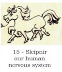 Sleipnir - our human nervous system